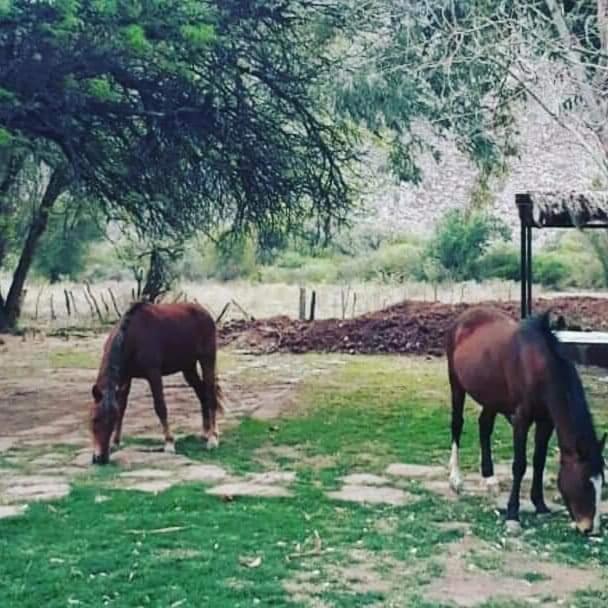 Hotel Hacienda Casa Blanca Tinogasta Dış mekan fotoğraf